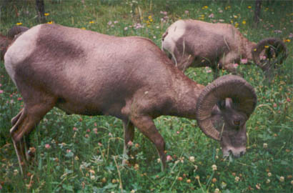 Big Horn Sheep