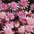 Golden Gate Park - Dahlia Gardens